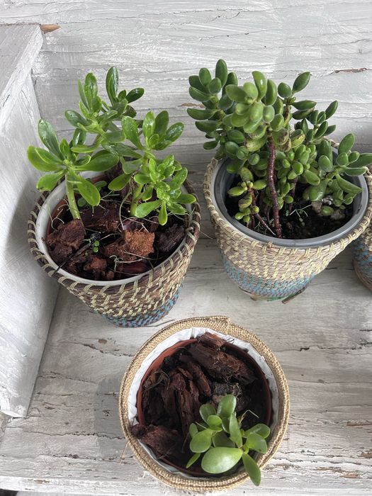 Suculentas  diversas com vaso externo decorativo