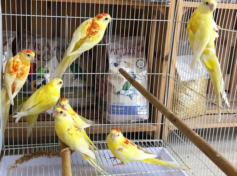 Diversas Aves sortidas