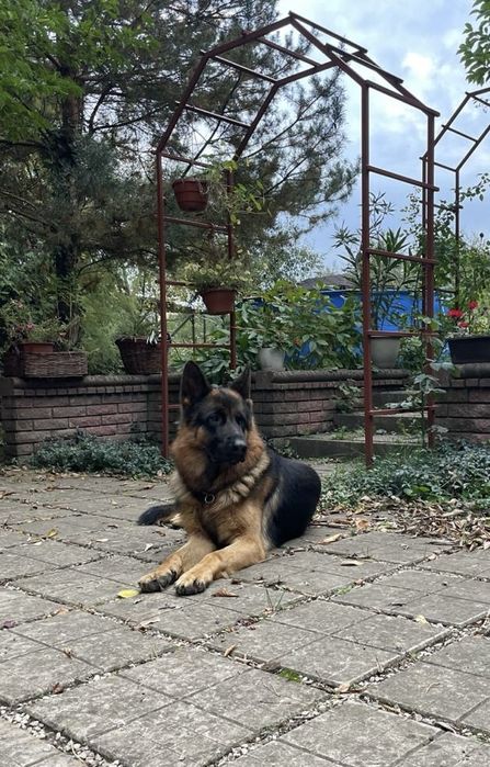 Пропонується для вʼязки кобель німецькоі вівчарки