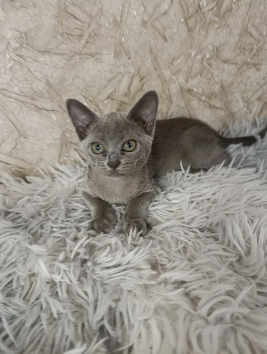 Кошечка бурма голубой окрас