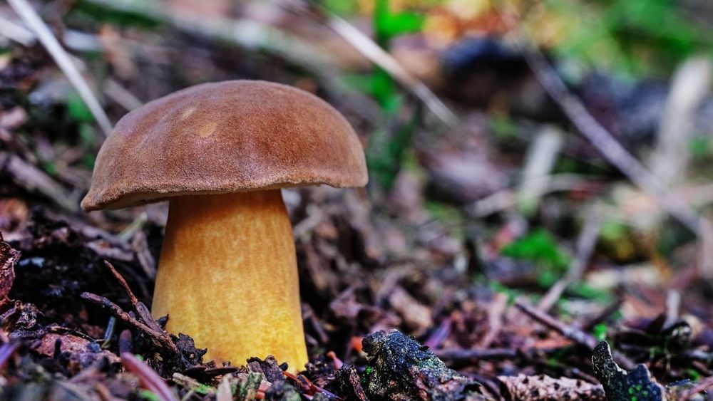 Grzyby suszone borowik i podgrzybek