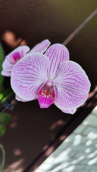 Продам орхидею/фаленопсис СРОЧНО