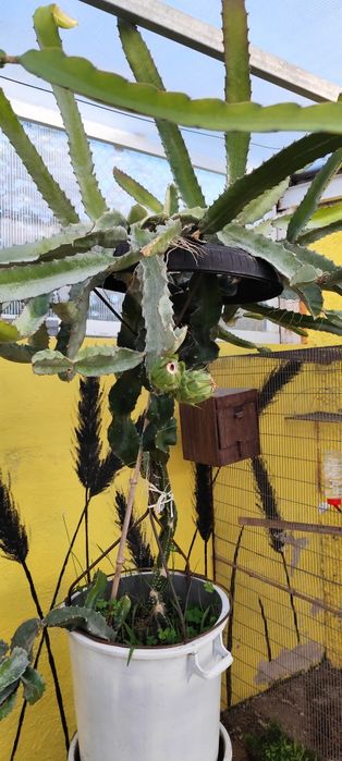 Pitayas amarela, vermelha, rosa, híbrida, branca