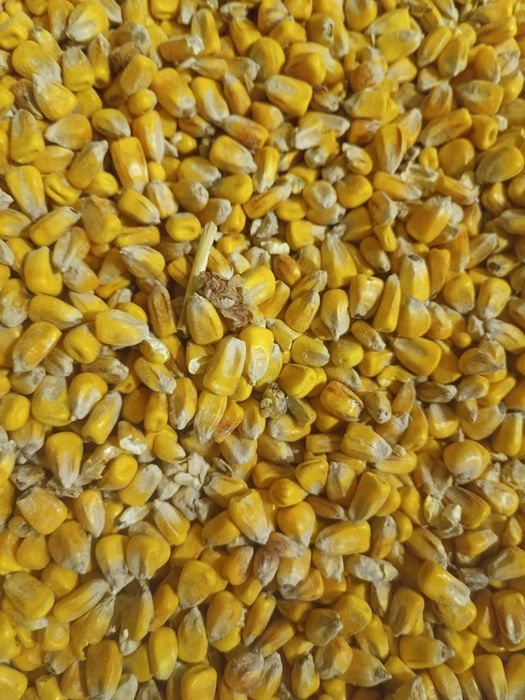 Kukurydza luz, big bag