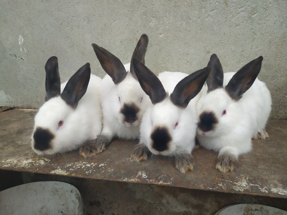 Продаю кролі каліфорнія