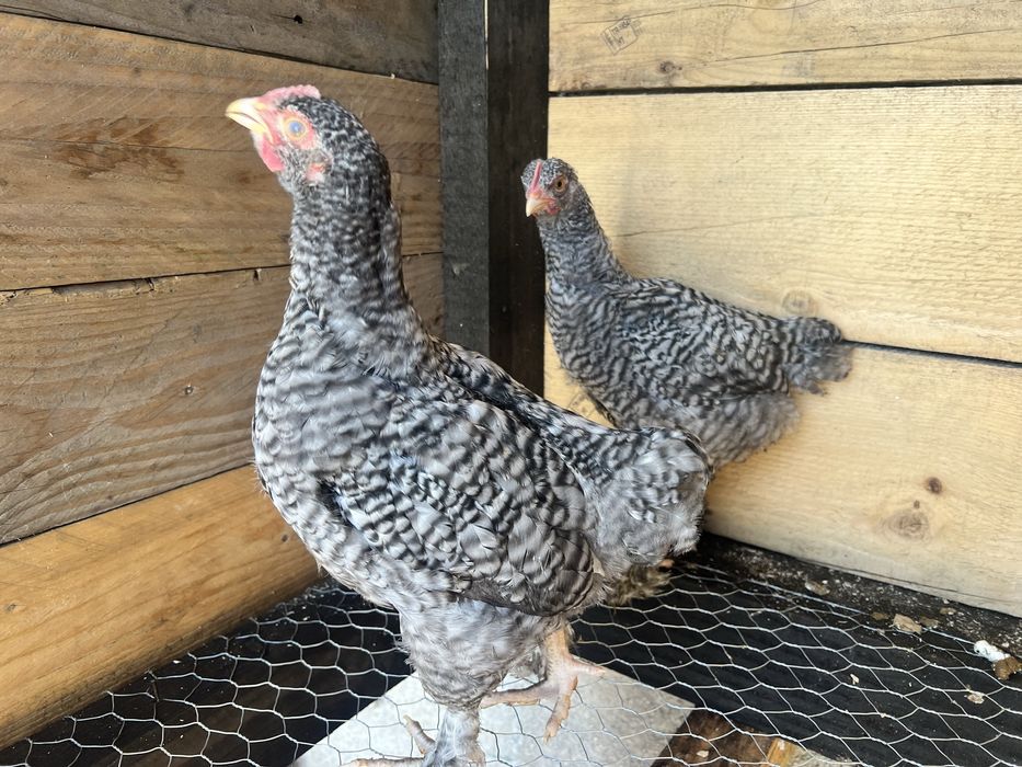 Casal galinhas Brahma Barrado