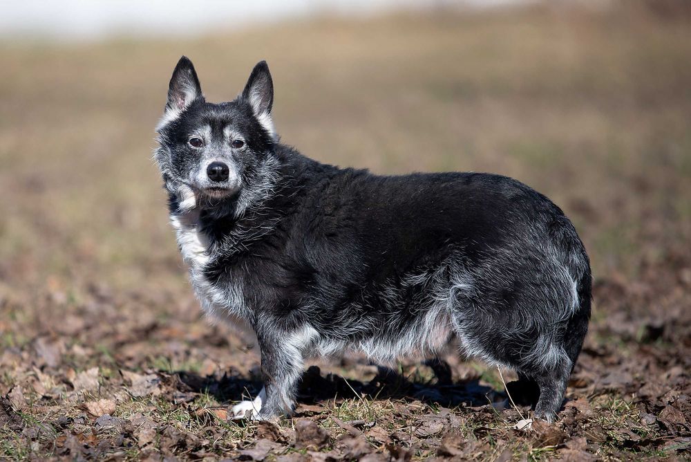 Віддам в добрі руки невеликого песика Шатора.