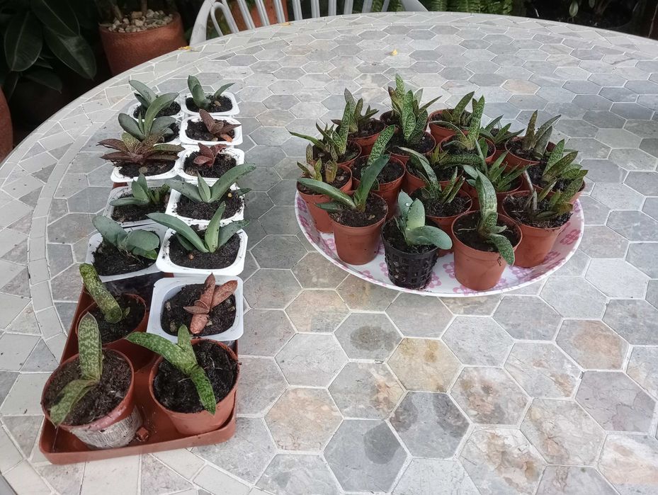 Planta suculenta, tenho vários para venda(ver fotos)