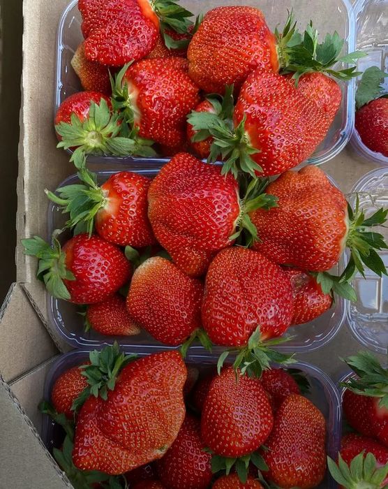 Саджанці у касеті великоплідної полуниці