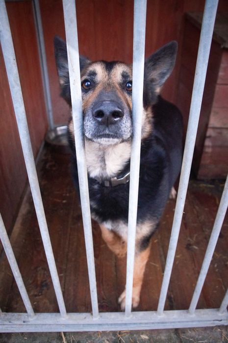 Hugon - piękny pies do adopcji