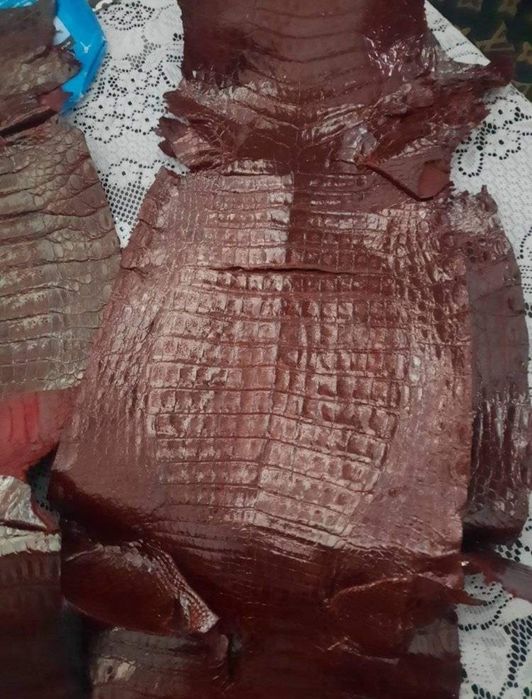 Кожа крокодила длина 70--80см