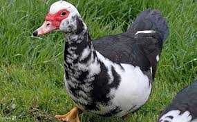 Качури, шипуни, ,,,