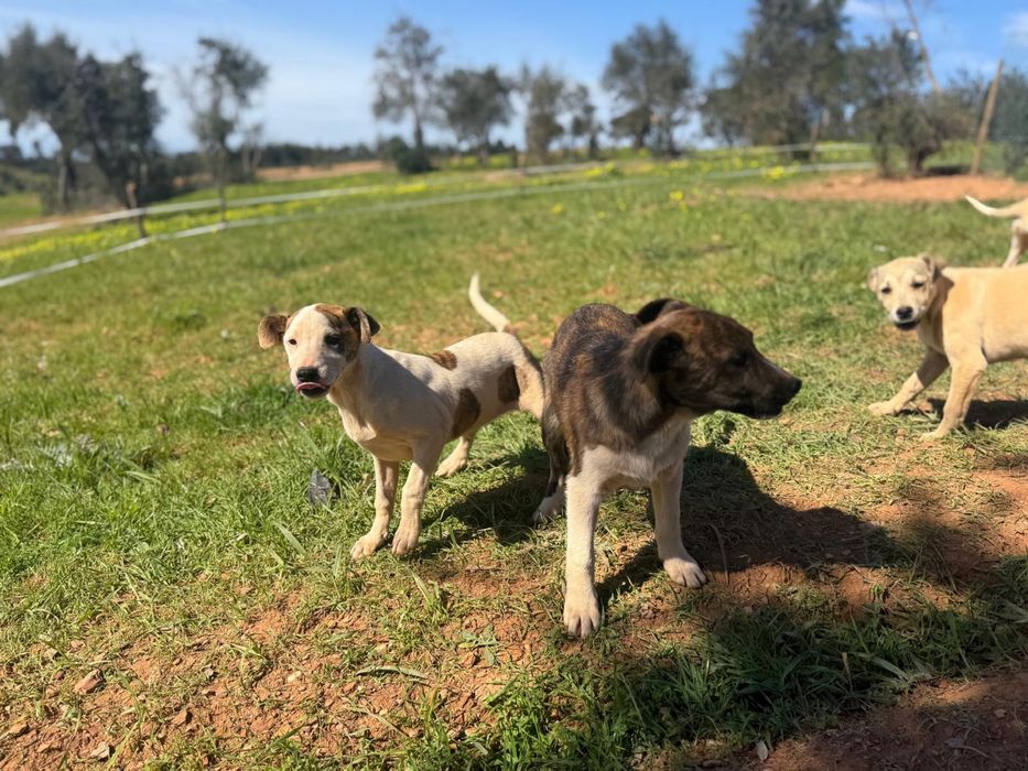 Cachorros /Caes pra doar