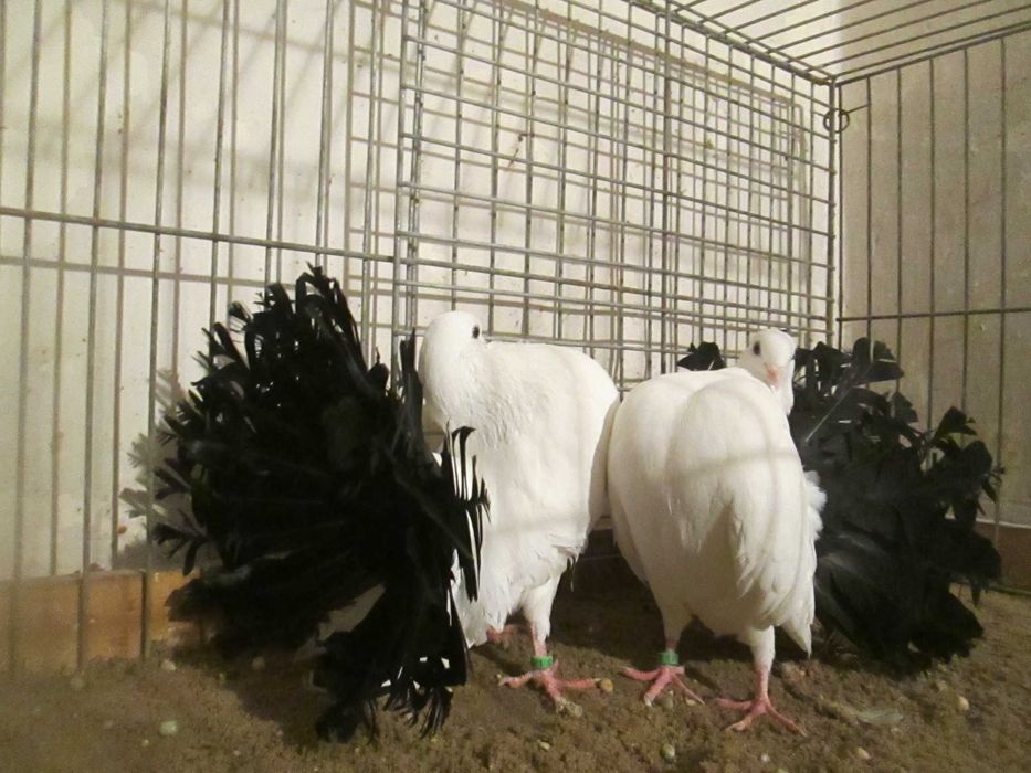 pawiki na czarnym ogonie