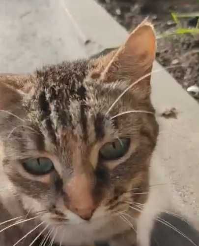 кошка очень ищет дом