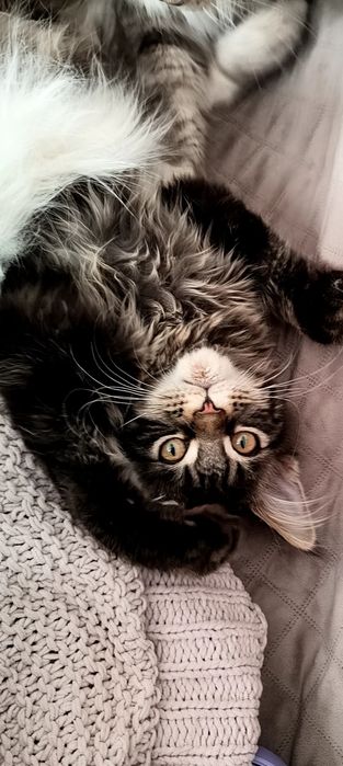 BELLATRIX koteczka Maine Coon