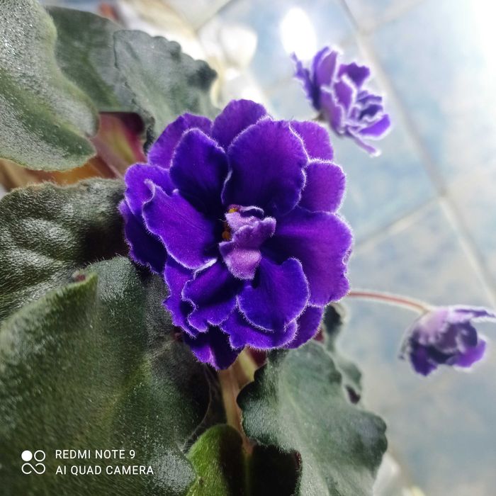 Сенполия, Узамбарская фиалка, 2 сорта