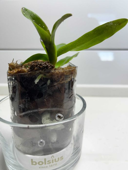 Каттлея  орхидея  mossiae  schroederae