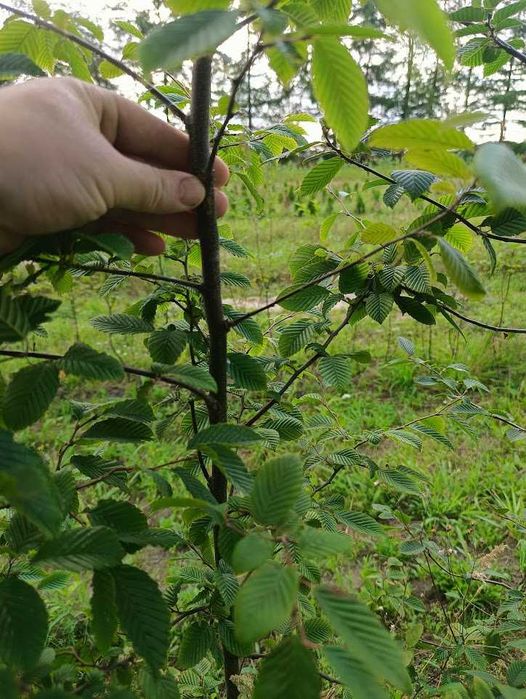 Sadzonki Graba 180 cm 220 cm. Szkółkowane