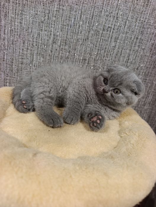 Розкішні кошенята