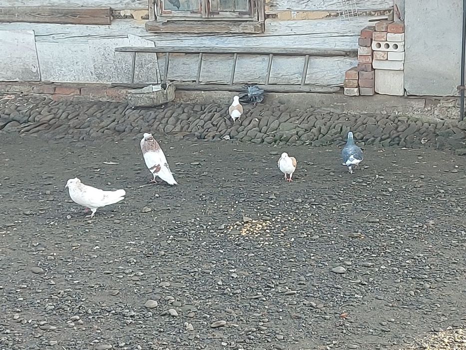 Sprzedam Różne Gołębie