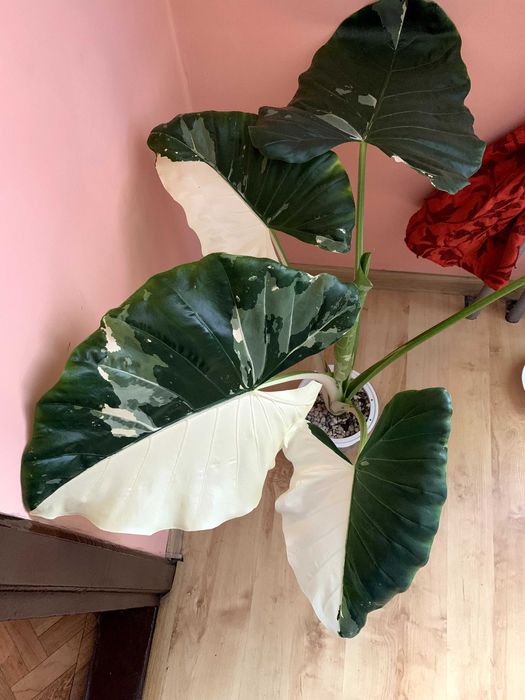 Alocasia Macrorrhiza Albo variegata