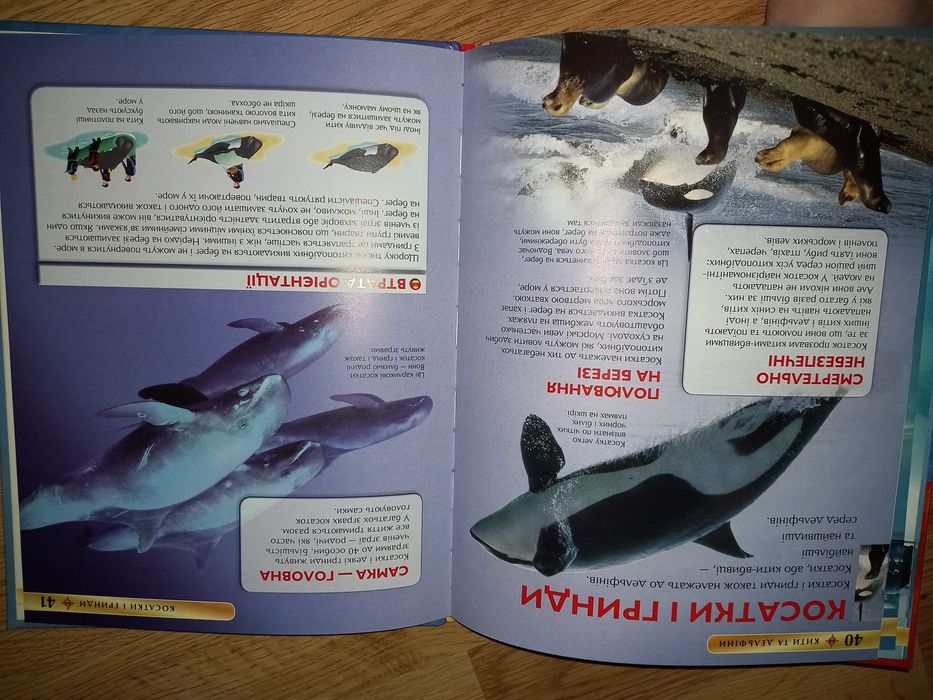 Кити та дельфіни