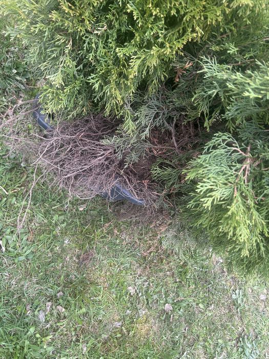 Tuje 3 sztuki komplet