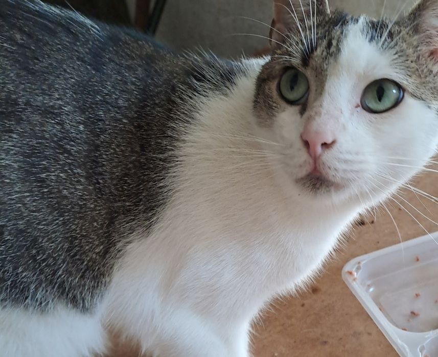 Henio kto go pokocha