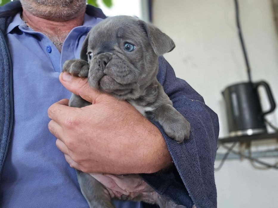 Buldogue Francês  macho azul .