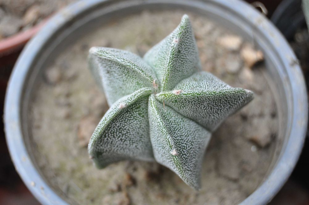Cacto Astrophytum myriostigma
