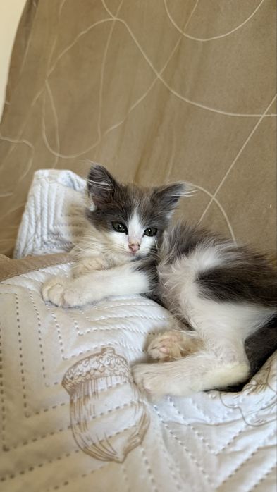 Кошеня хлопчик 1 місяць