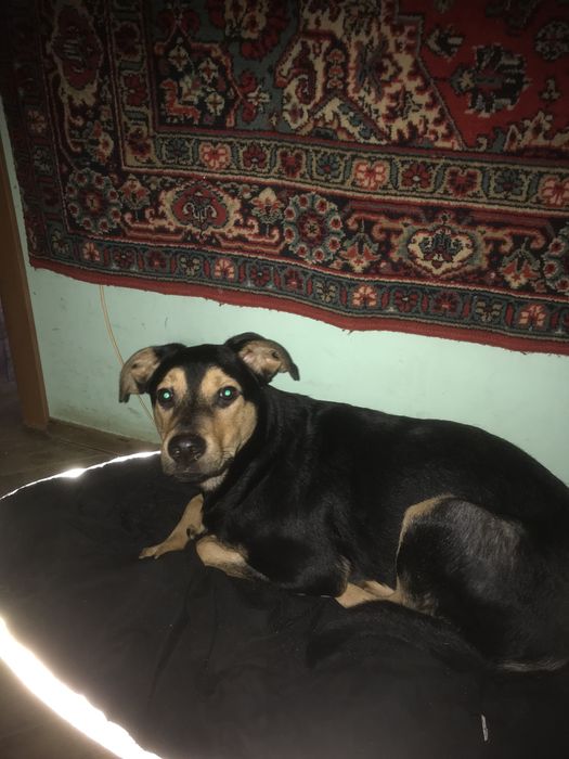 Молодий хлопчик 7 міс.