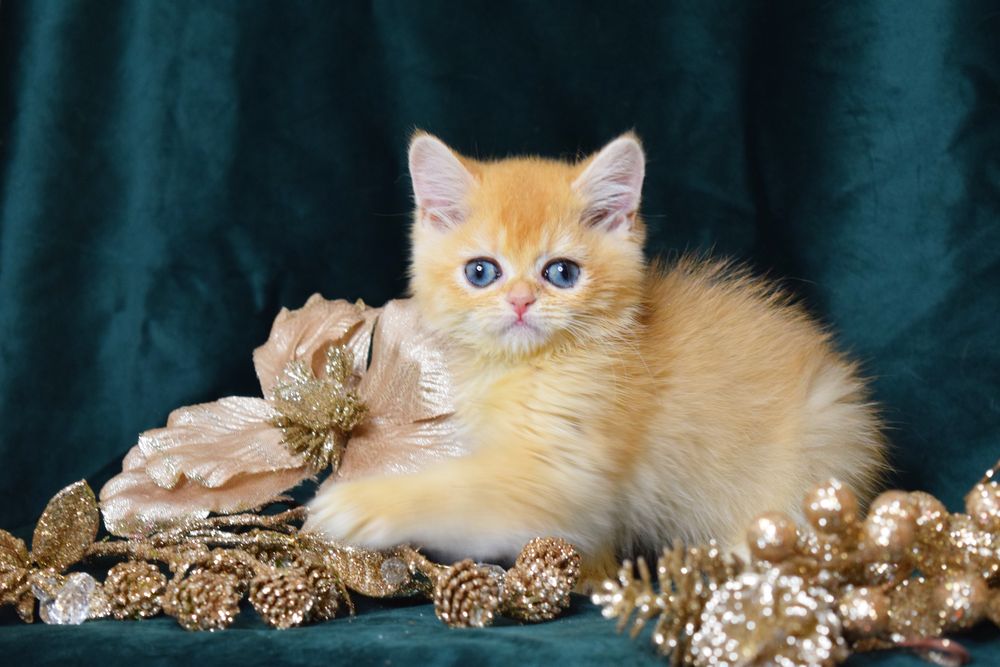 Хлопчик Британська Золота Шиншила