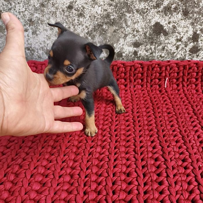 Pinscher miniatura (macho)