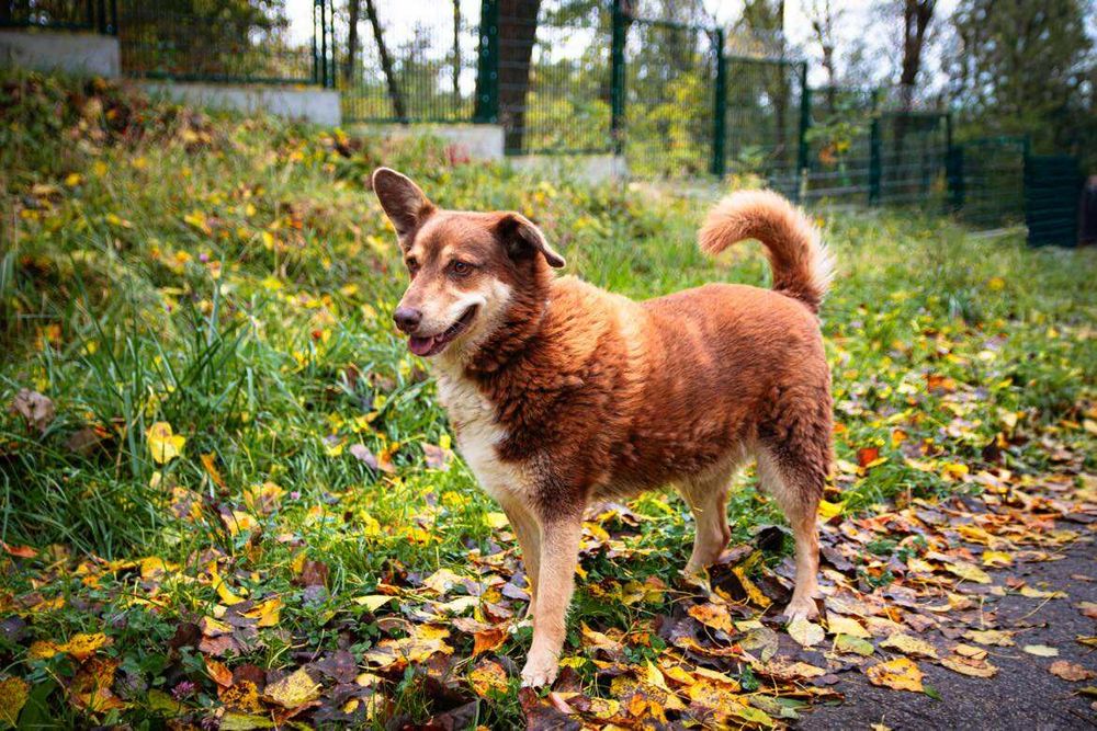 Czekoladowy Maksiu marzy o swoim domku