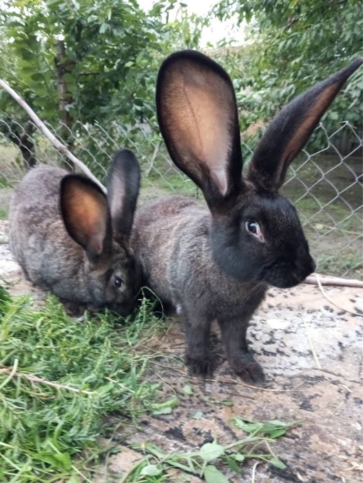 Продам кроликов разных пород