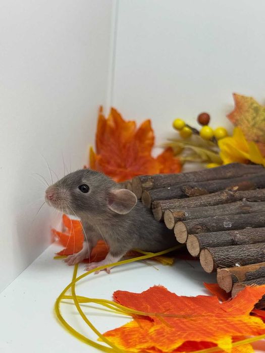 Крисята, криски, пацючки, пацюк, щурик