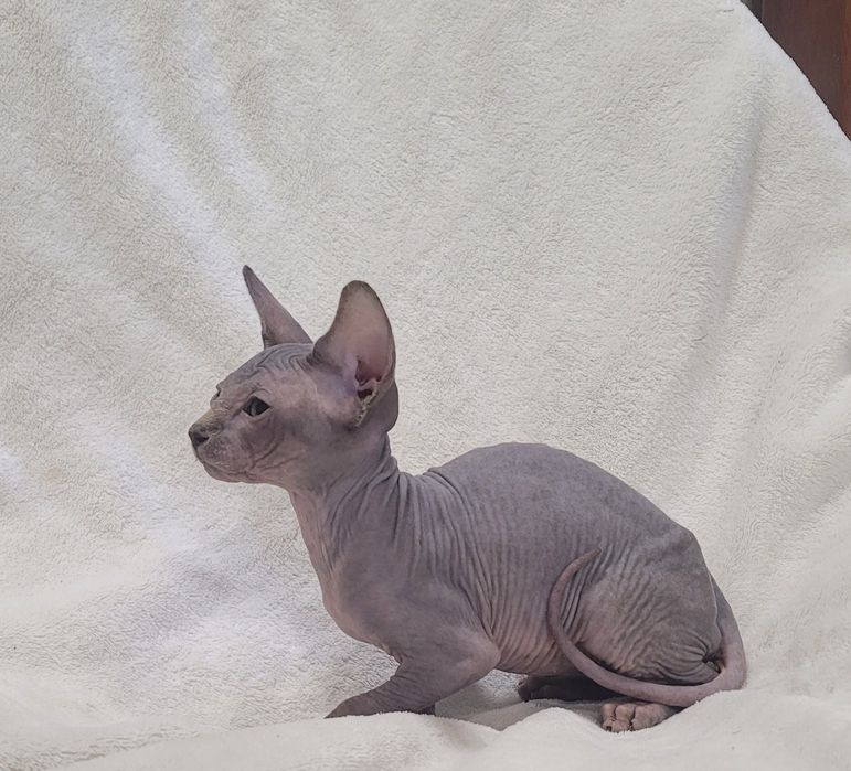 Gatinho sphynx bebé