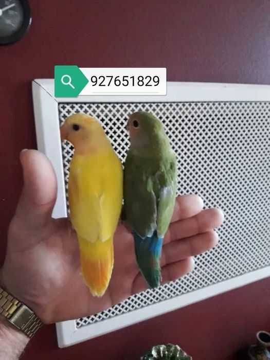 Agraponis/ roseicolis domésticados, selvagem