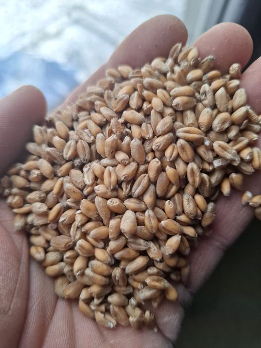 Pszenica ozima zbior 2025