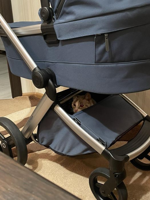 Каляска anex-l-type