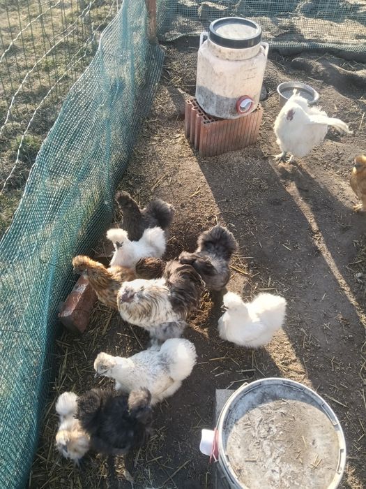 Jaja lęgowe kury silki