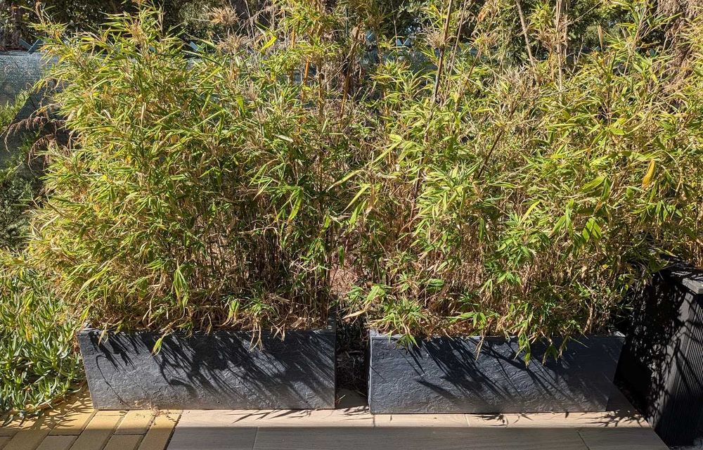 2 Floreiras de Bambus (80 x 30 cada)