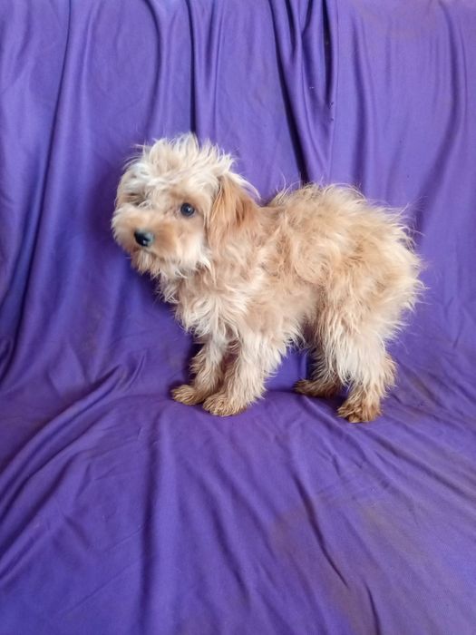 Мальтипу підрощені ласкаві привиті