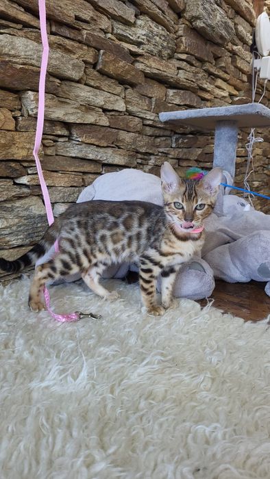 Kot bengalski  bangal