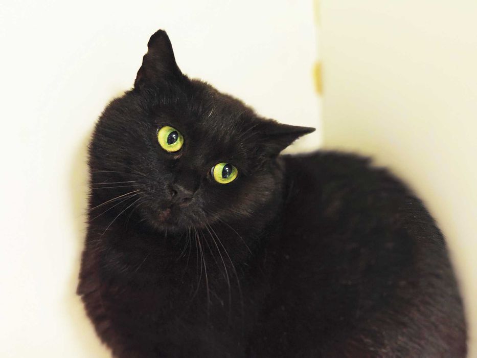 Чорна перлинка, тендітна котодівчинка Меліс, кішка 1 рік