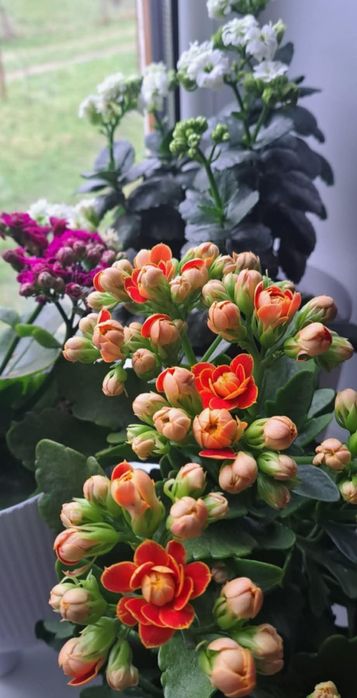 Свої домашні квіти