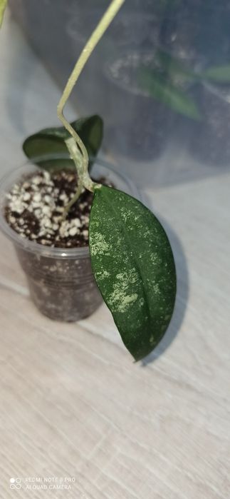 Хойя hoya polypus