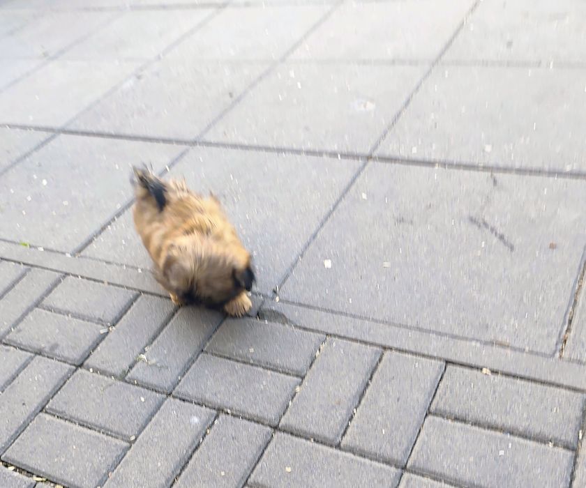 Shih-tzu - piesek